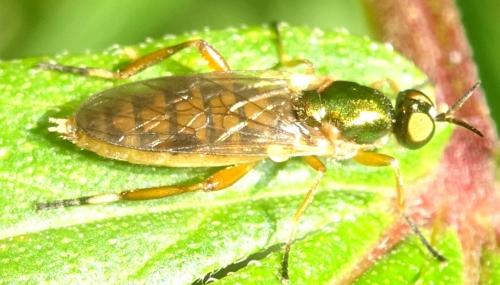 Chorisops tunisiae
